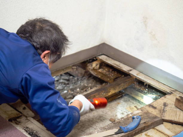 Best Commercial Mold Removal  in Gainesville, FL