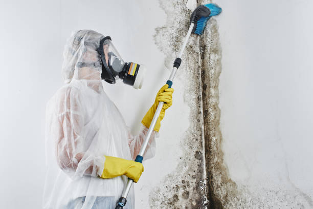 Best Black Mold Removal  in Gainesville, FL