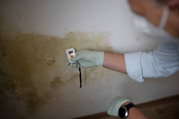 Best Residential Mold Removal  in Gainesville, FL