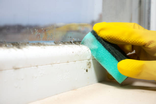 Certified Mold Removal in Gainesville, FL
