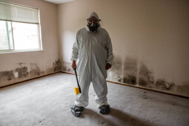 Reliable Gainesville, FL Mold Removal Solutions