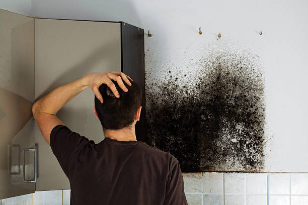 Best Crawl Space Mold Removal  in Gainesville, FL